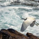 Flying heron